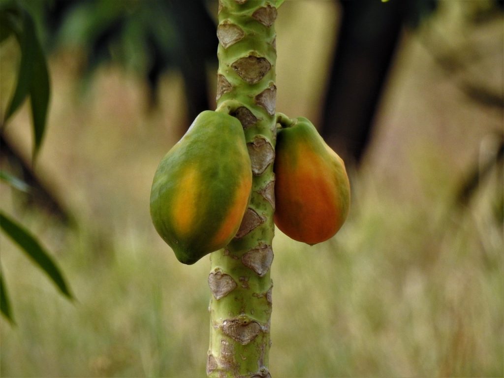 Papaina, enzima natural de la papaya con beneficios digestivos y usos en salud, cosmética y alimentos