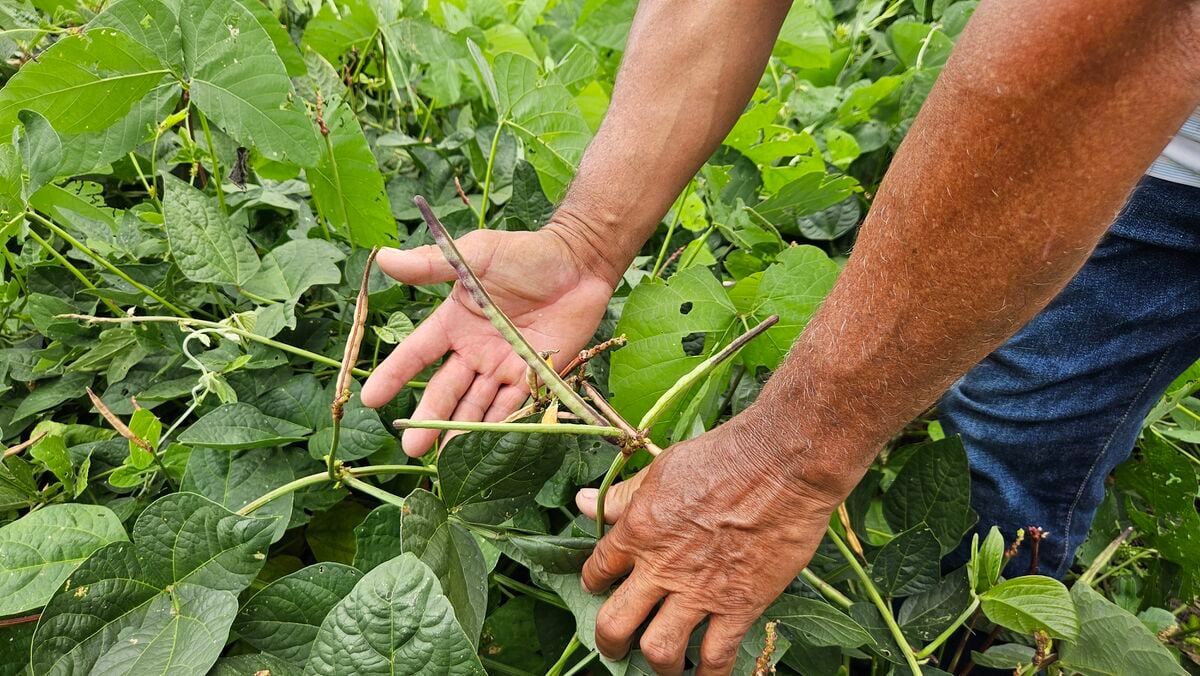 Abonos verdes para fertilidad del suelo