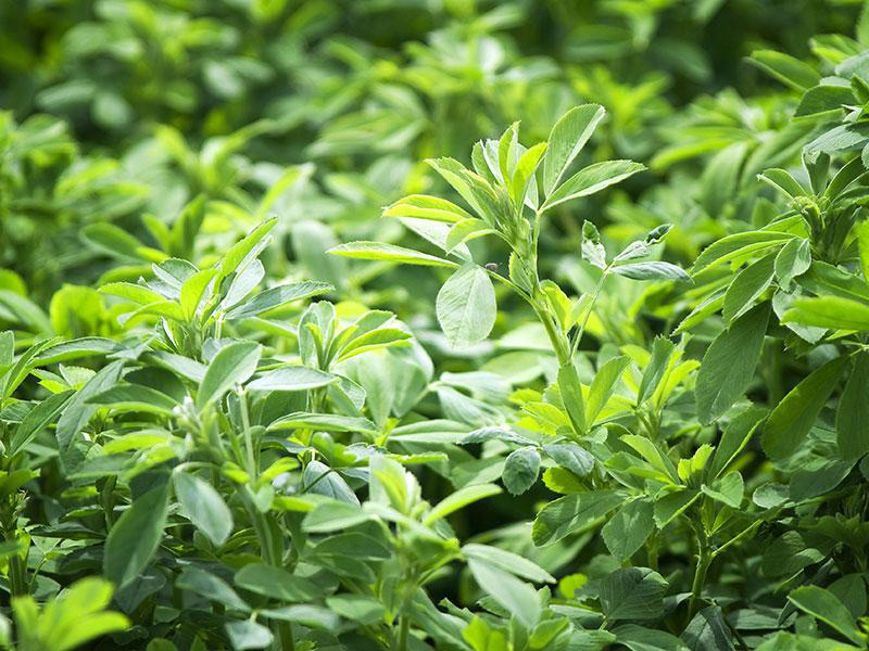 Alfalfa (Medicago sativa)
