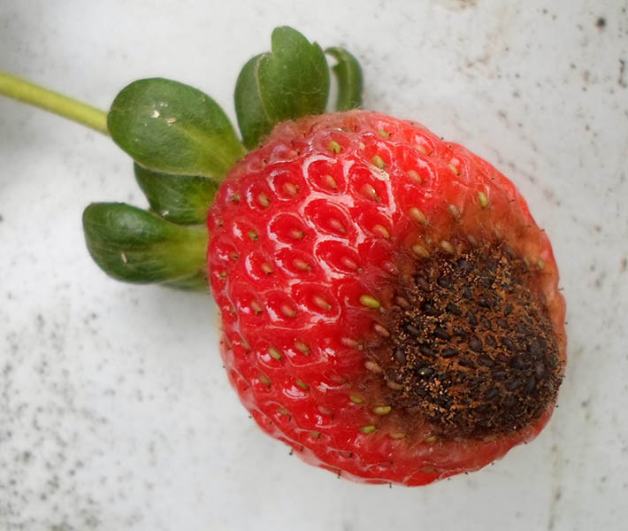 Antracnosis en fresa