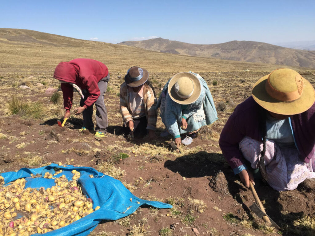 Cosecha y secado de la maca Cosecha y secado de la maca