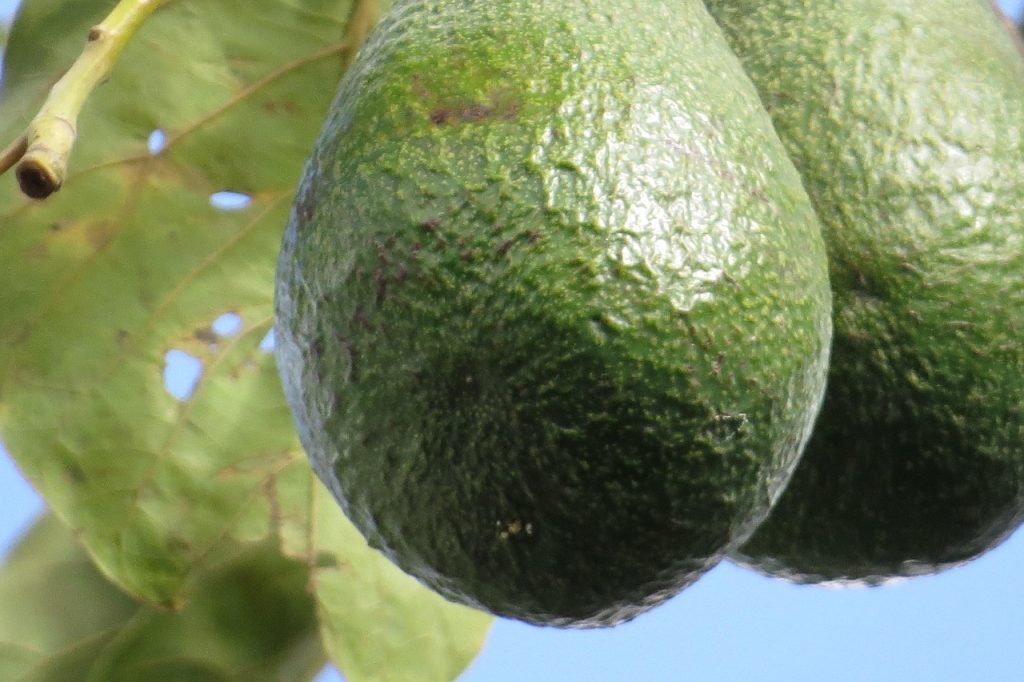 Cultivo de aguacate con manejo técnico para alta productividad