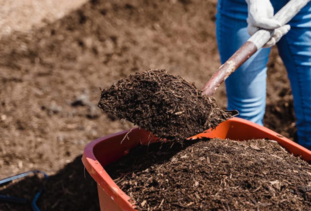 Negocio con abono de cuy