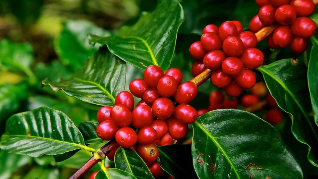 Plagas del café e identificación para manejo integrado en cultivos