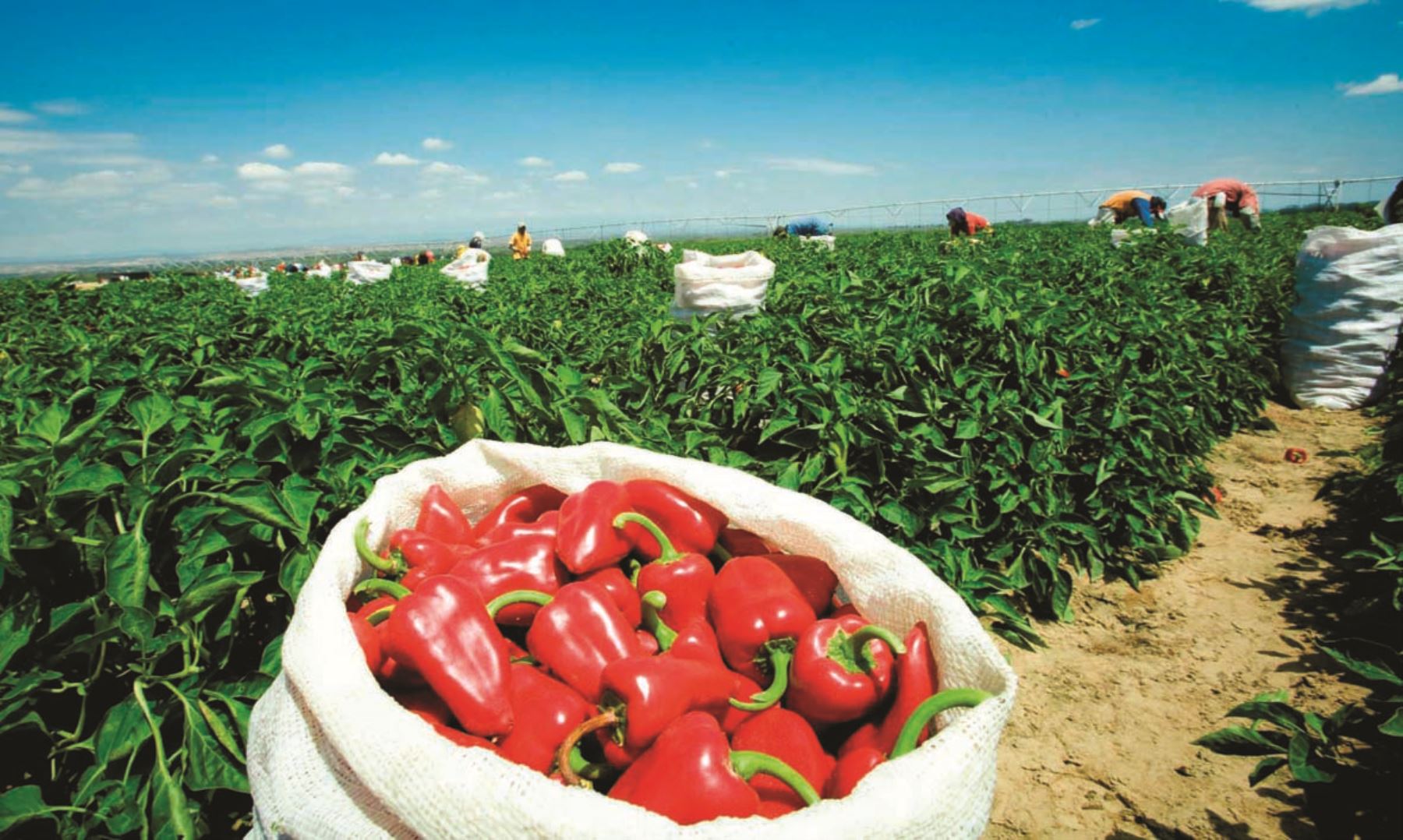 11 000 productores en Perú cultivan ajíes, pimientos y rocotos en 14 000 ha