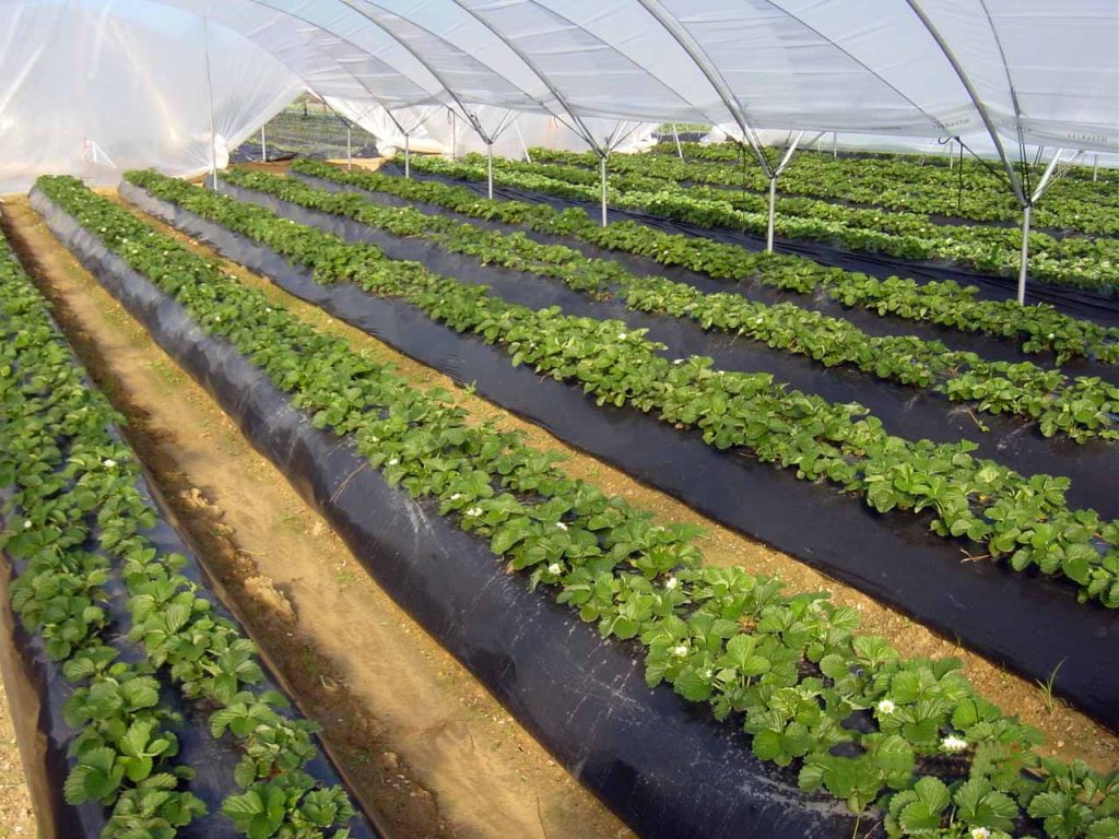 AGROFILM C10 negro