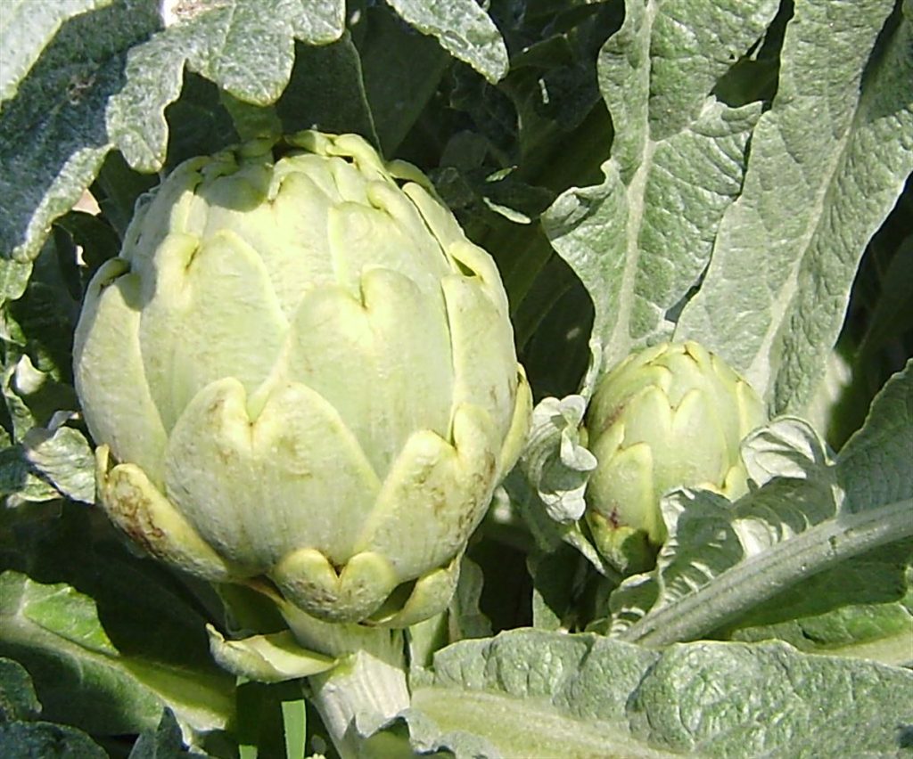 Alcachofa Blanca de Tudela