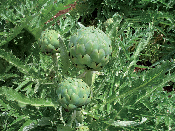 Alcachofa Imperial Star
