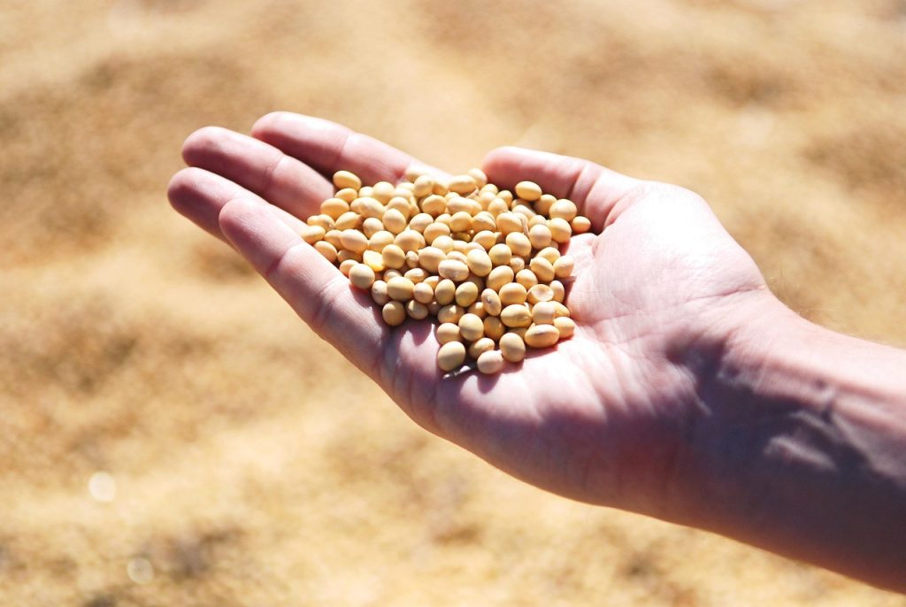 Campaña agrícola 20252026 siembras aumentan