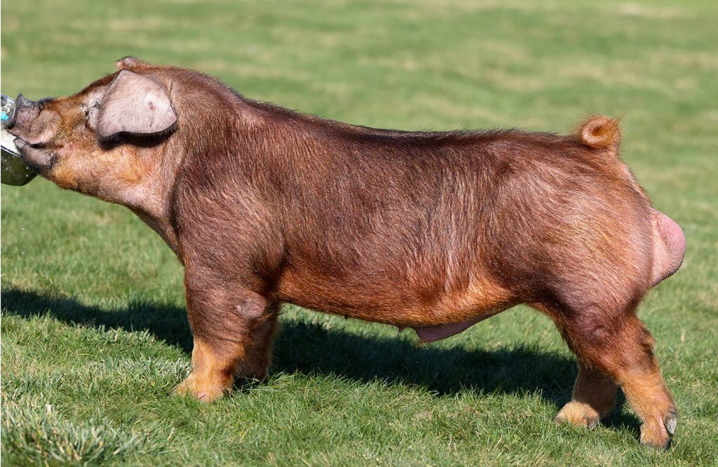 Cerdo raza Duroc