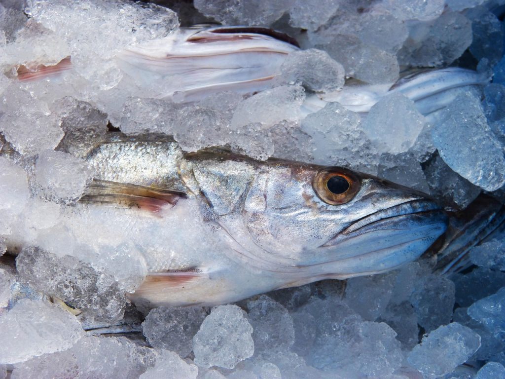 Cómo reconocer pescado fresco