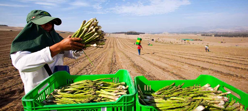 Cosecha y rendimiento del cultivo de espárragos