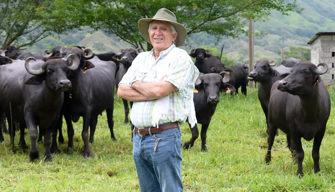 Crianza de búfalos