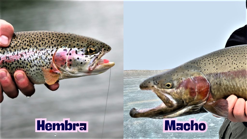 Diferencias entre trucha hembra y macho por la cabeza