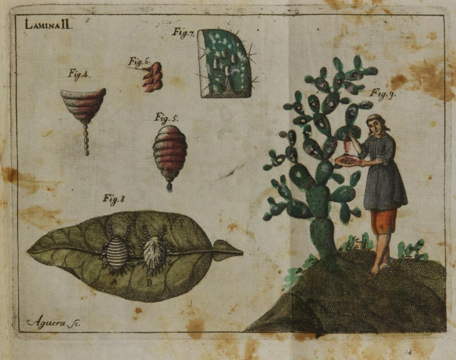 Historia de la cochinilla en el mundo