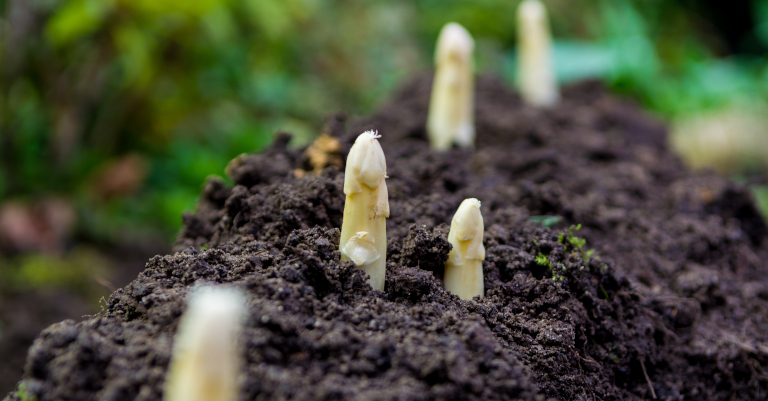 Manejo agronómico del cultivo de espárragos