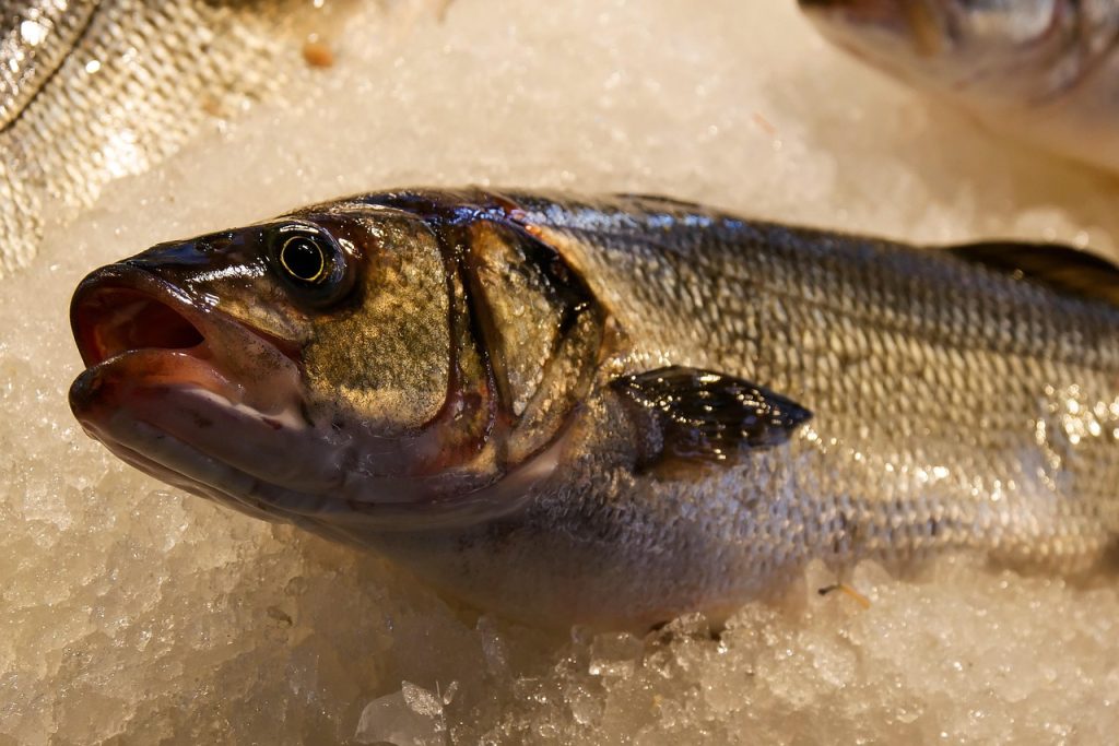 Ojos brillantes y transparentes del pescado fresco Ojos brillantes y transparentes del pescado fresco