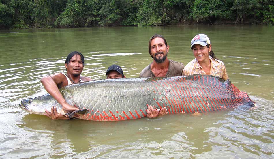 Paiche es el gigante amazónico de alto valor comercial Paiche es el gigante amazónico de alto valor comercial