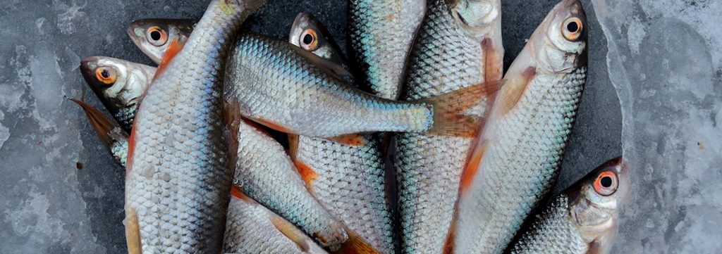 Piel húmeda y escamas firmes del pescado fresco Piel húmeda y escamas firmes del pescado fresco