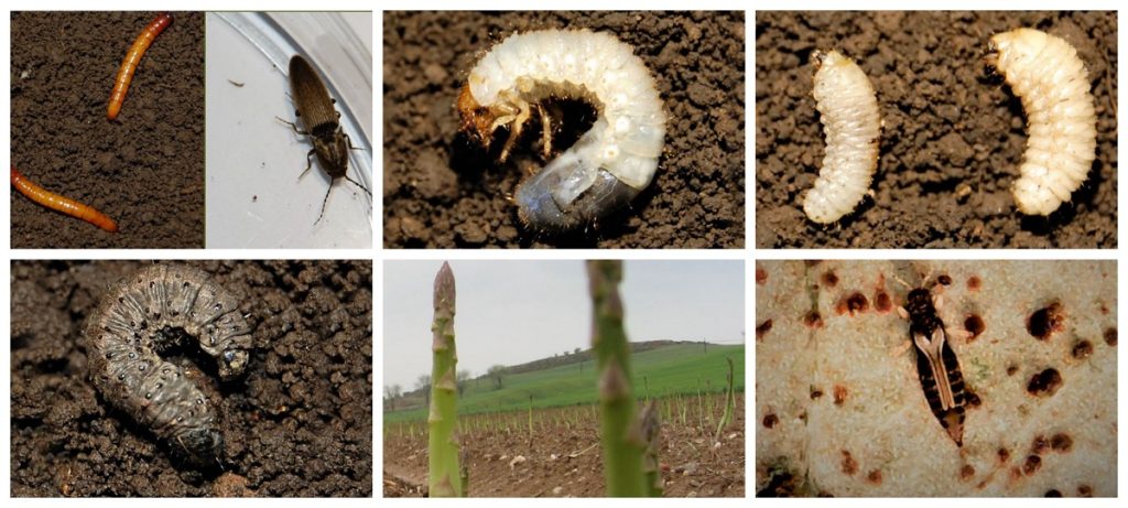 Plagas y enfermedades del cultivo de espárragos