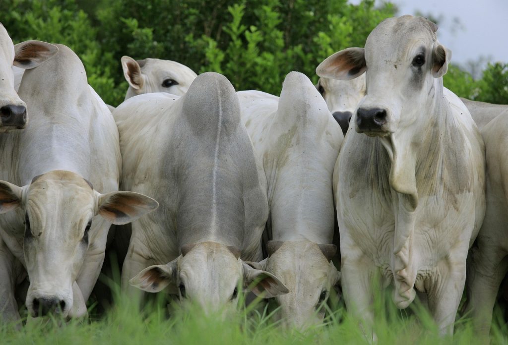 Producción de carne Nelore en Latinoamérica Producción de carne Nelore en Latinoamérica