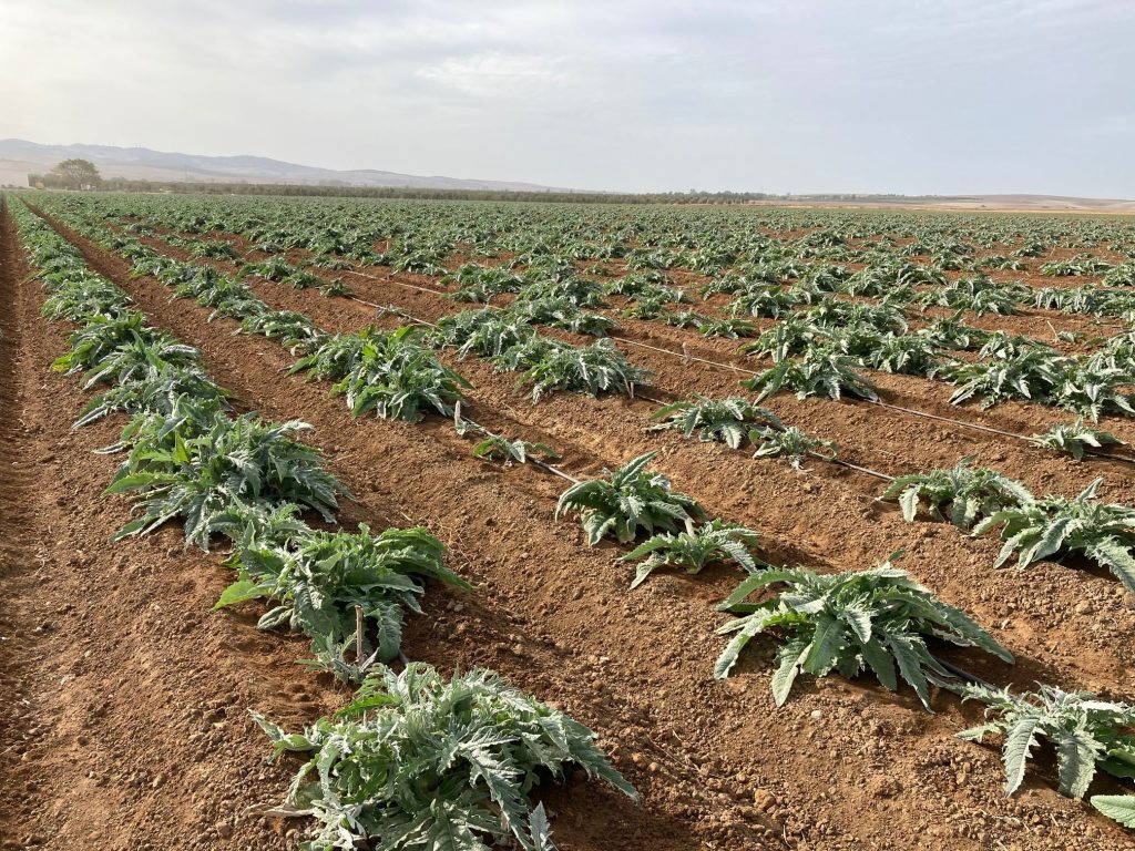 Riego tecnificado y fertirriego en cultivo de Alcachofa