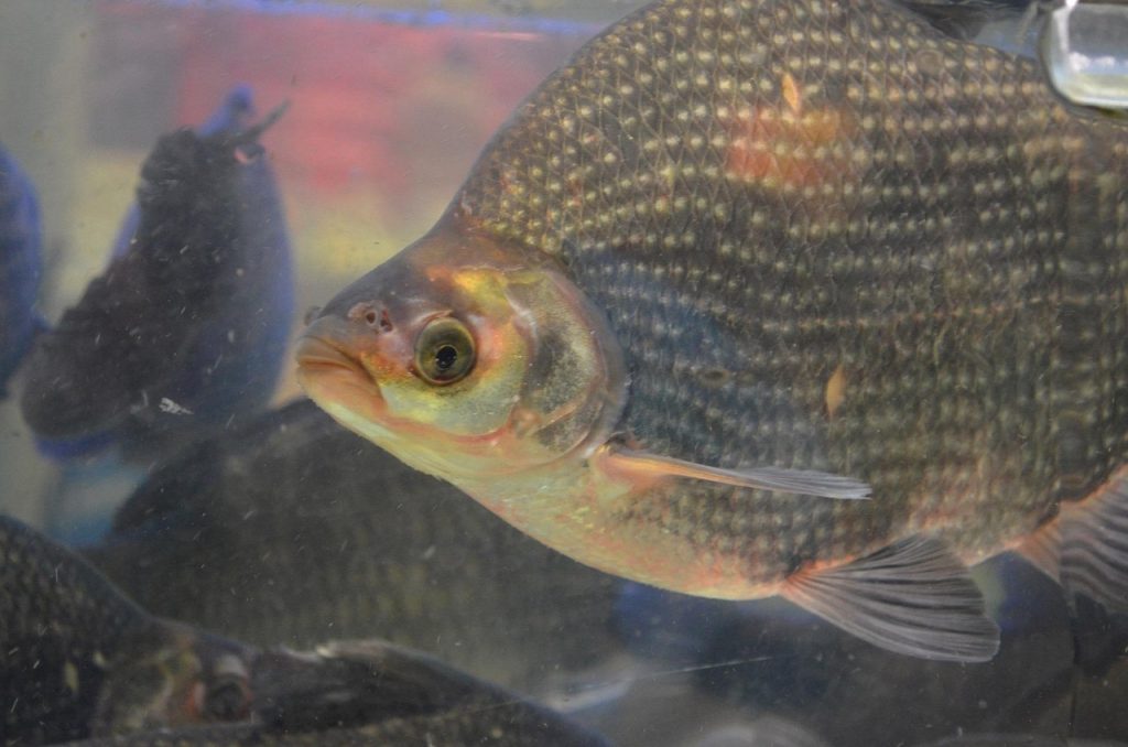 Tilapia es la especie más popular y rentable Tilapia es la especie más popular y rentable