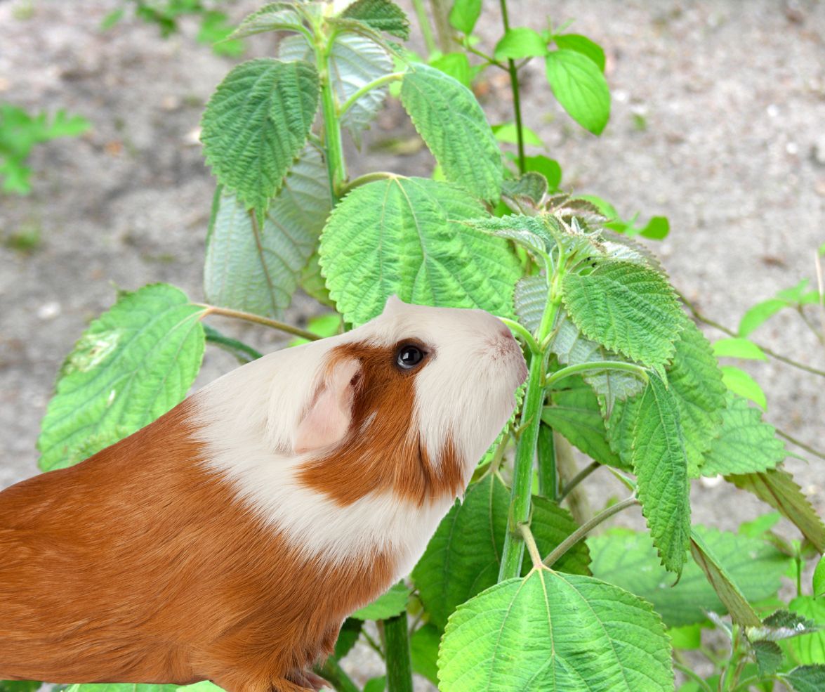 El ramio en la alimentación de cuyes