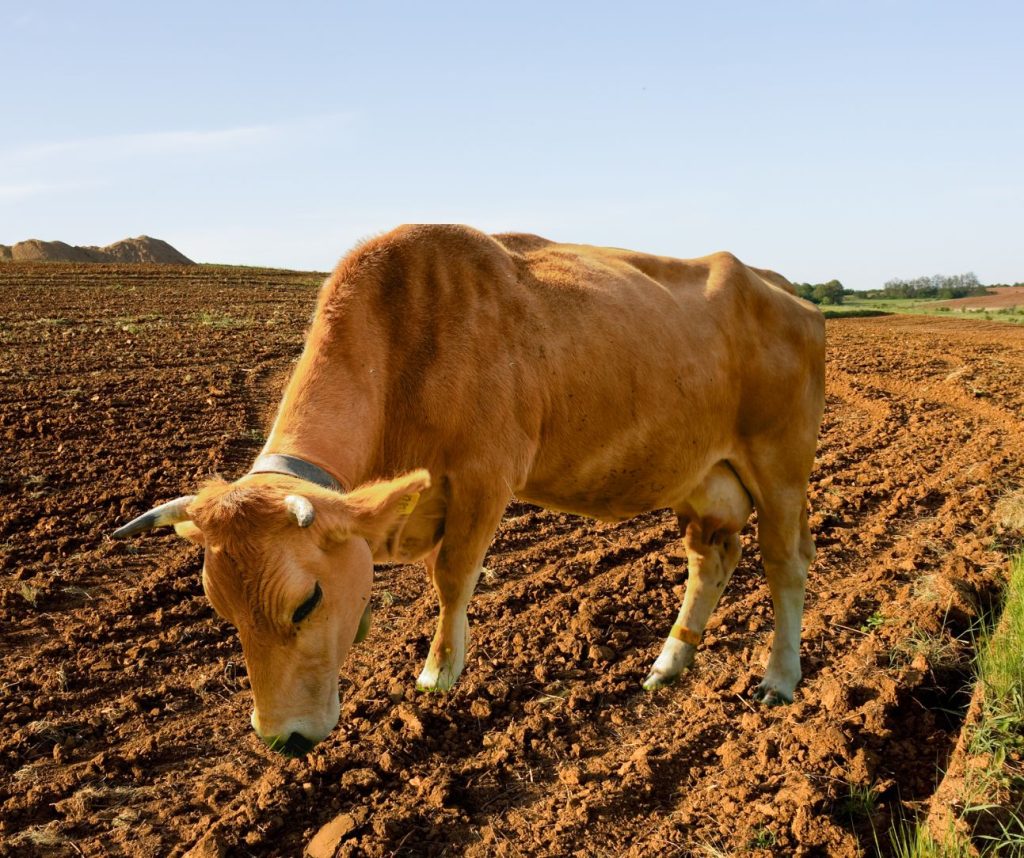 Por qué las vacas comen tierra