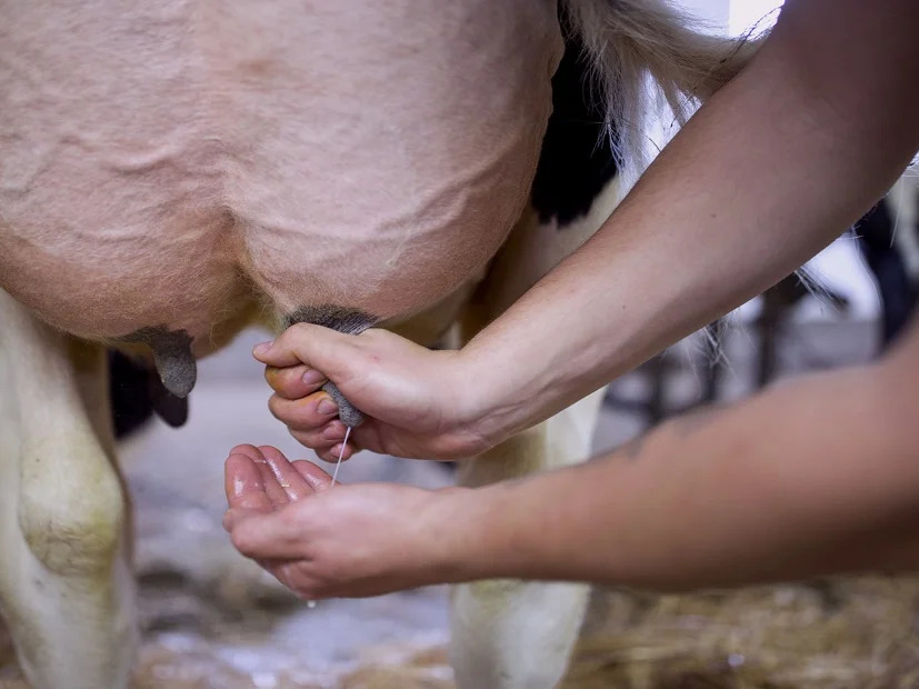 Qué causa la mastitis en las vacas Qué causa la mastitis en las vacas