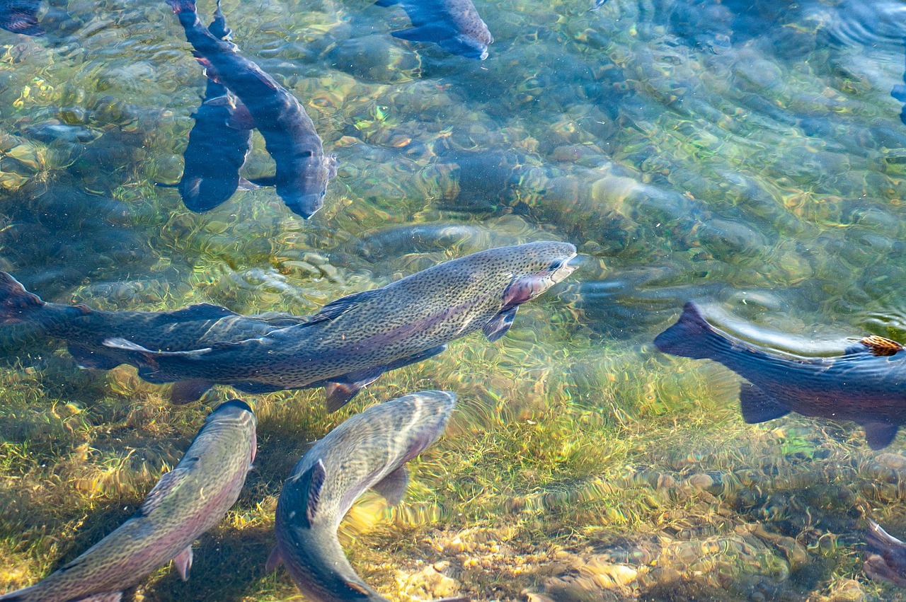 Qué comen las truchas