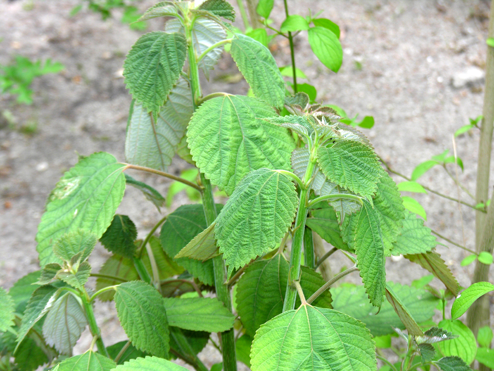 Qué es el ramio y por qué es importante Qué es el ramio y por qué es importante