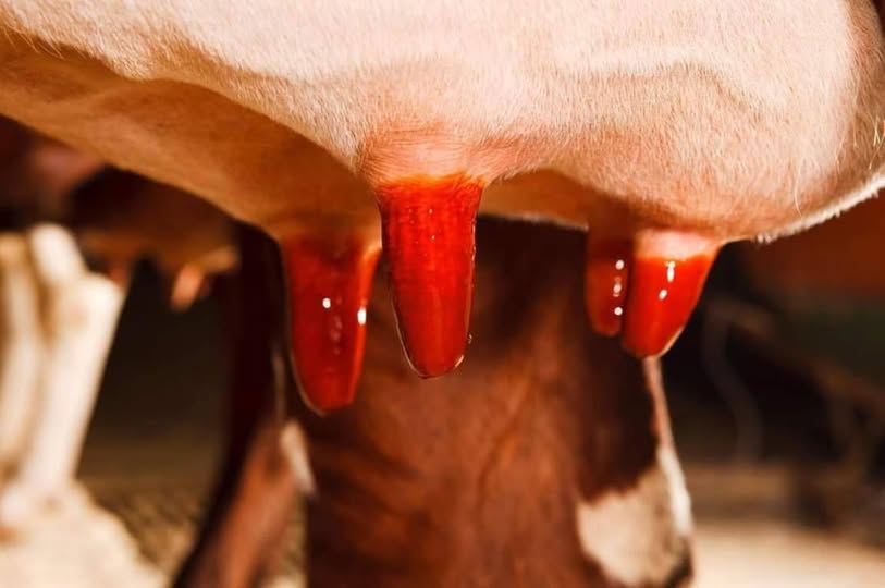 Sellado de pezones en vacunos lecheros