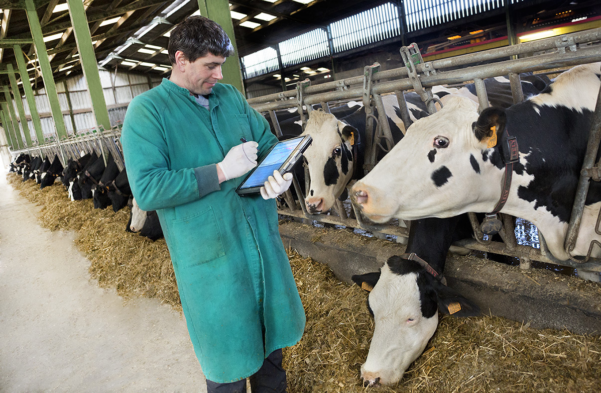 Sincronización de celo en vacunos