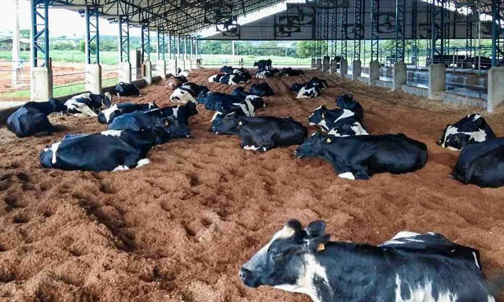 Sistema compost barn