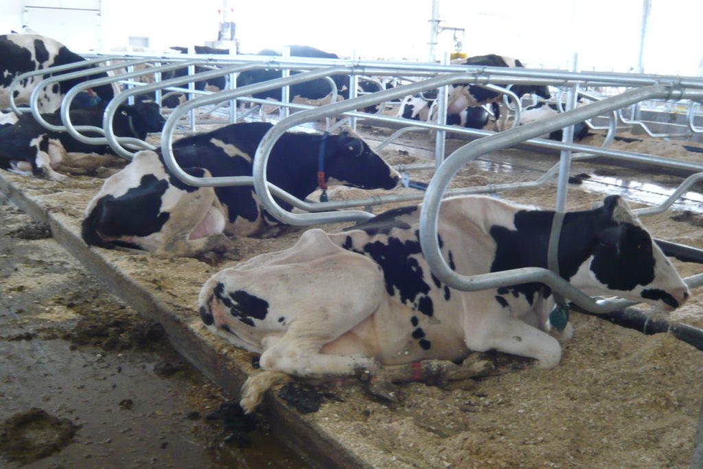 Sistema free-stall bovino