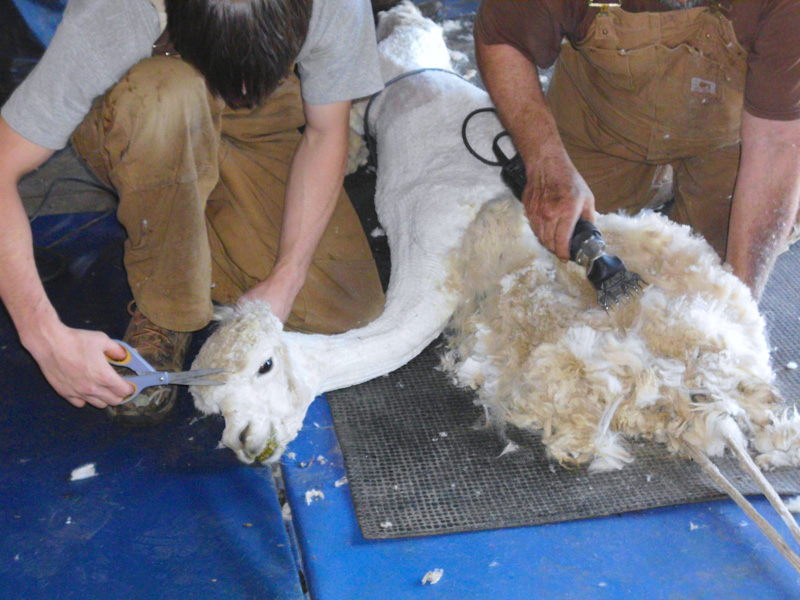 Tipos de esquiladoras para alpacas, ovinos y vicuñas