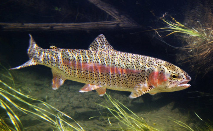 Trucha arcoíris (Oncorhynchus mykiss) Trucha arcoíris (Oncorhynchus mykiss)