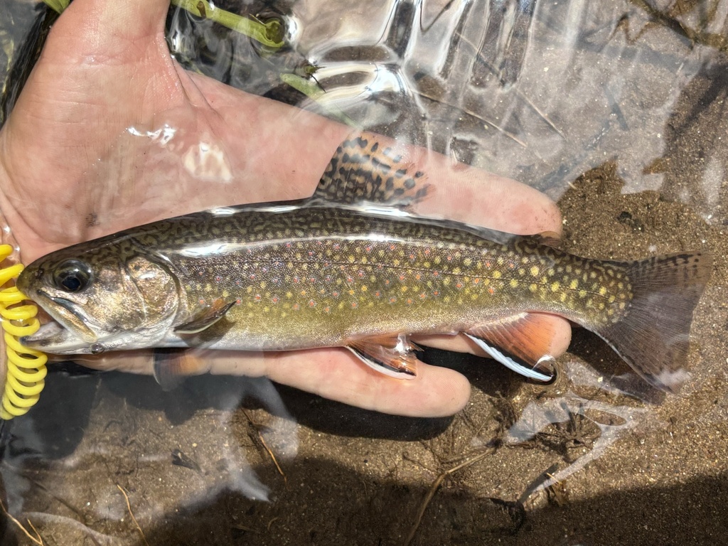 Trucha de arroyo (Salvelinus fontinalis) Trucha de arroyo (Salvelinus fontinalis)