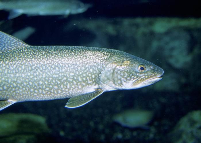 Trucha de lago (Salvelinus namaycush) Trucha de lago (Salvelinus namaycush)