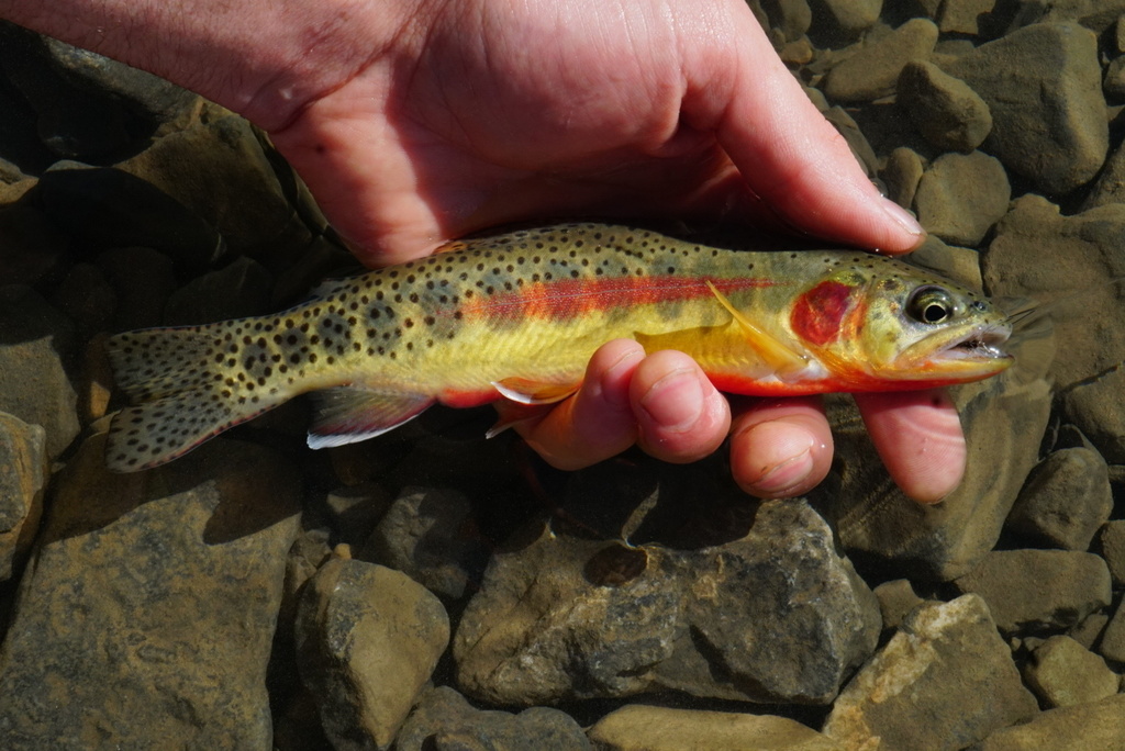 Trucha dorada (Oncorhynchus aguabonita) Trucha dorada (Oncorhynchus aguabonita)