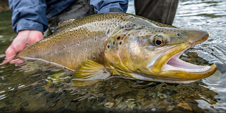 Trucha marrón (Salmo trutta) Trucha marrón (Salmo trutta)