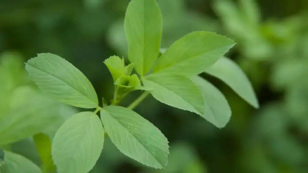 Alfalfa Dormancia 10