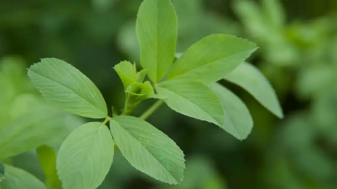Alfalfa Dormancia 10