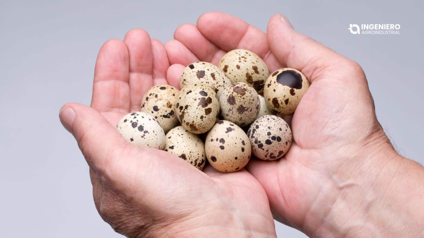 Beneficios del huevo de codorniz