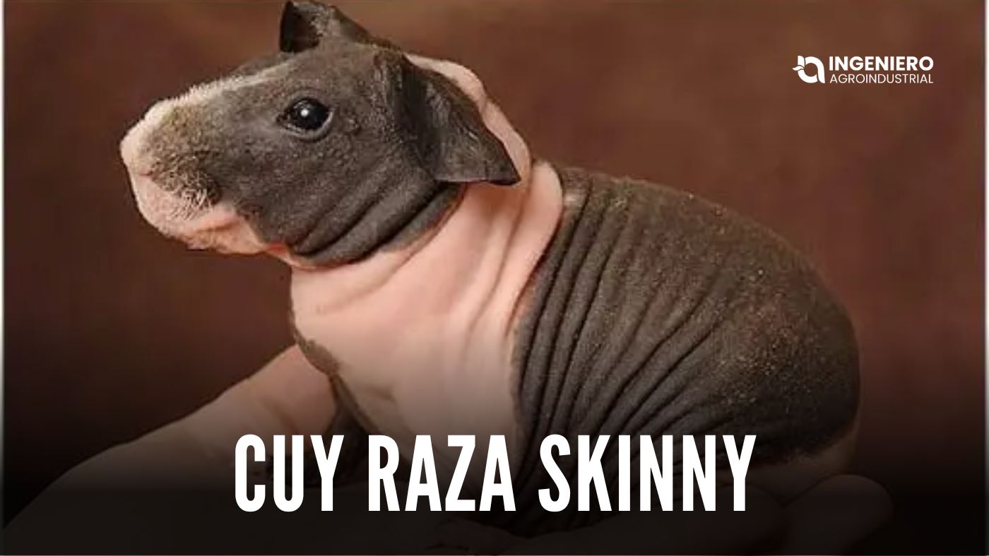 Cuy raza Skinny: características, cuidados y crianza completa