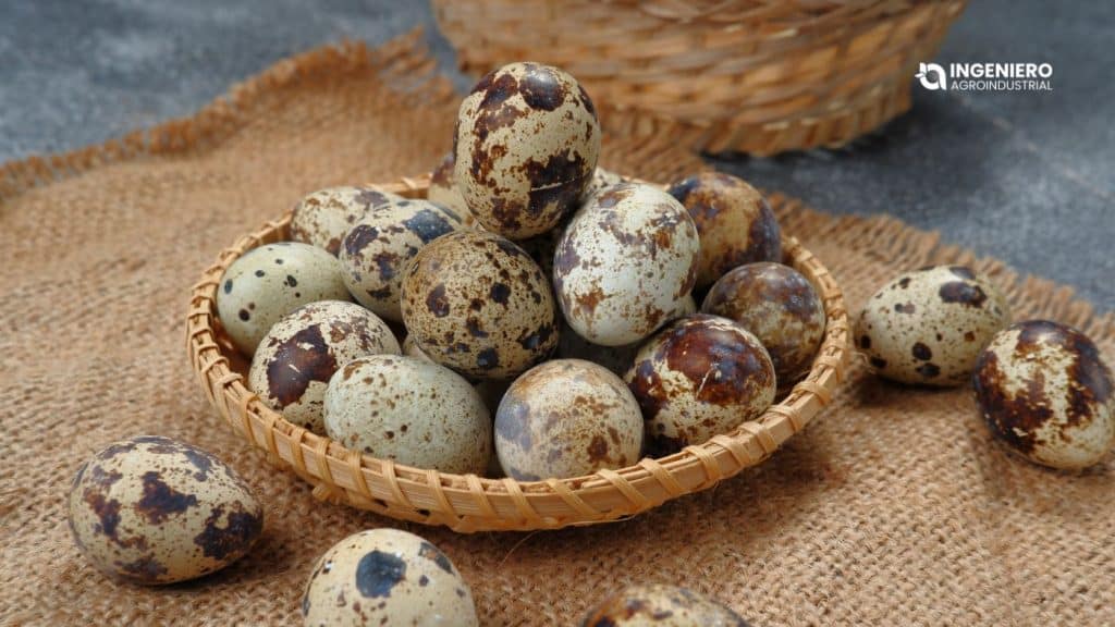 Huevo de codorniz en la cocina peruana huevo de codorniz beneficios y valor nutricional en Perú