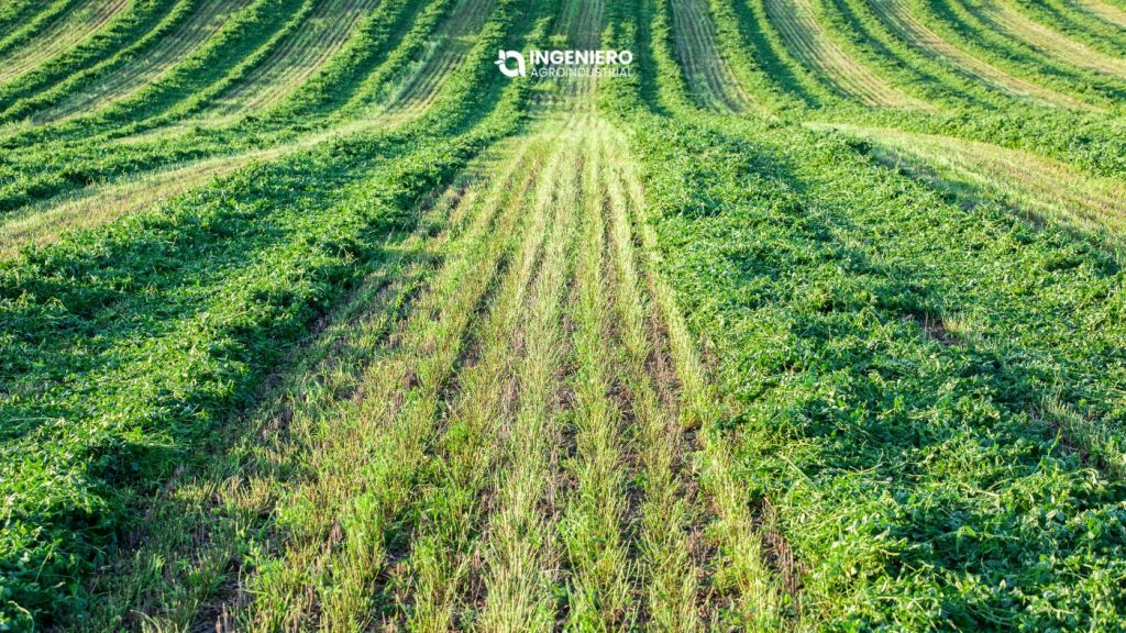 Manejo agronómico recomendado para variedades de alfalfa dormancia 10