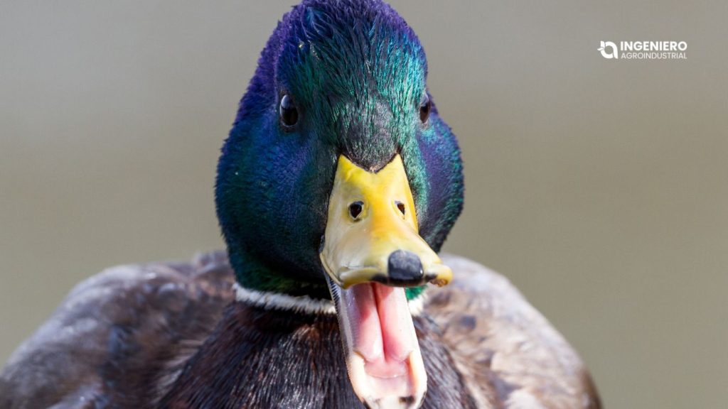 Qué comen los patos comida para patos y alimentación correcta