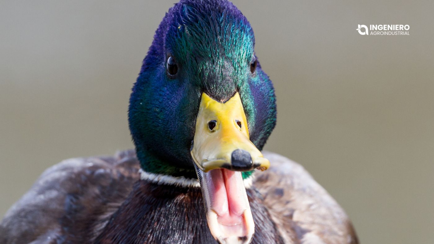 Qué comen los patos comida para patos y alimentación correcta